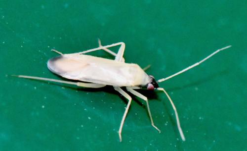 Réf. 343 154 : Phylus melanocephalus